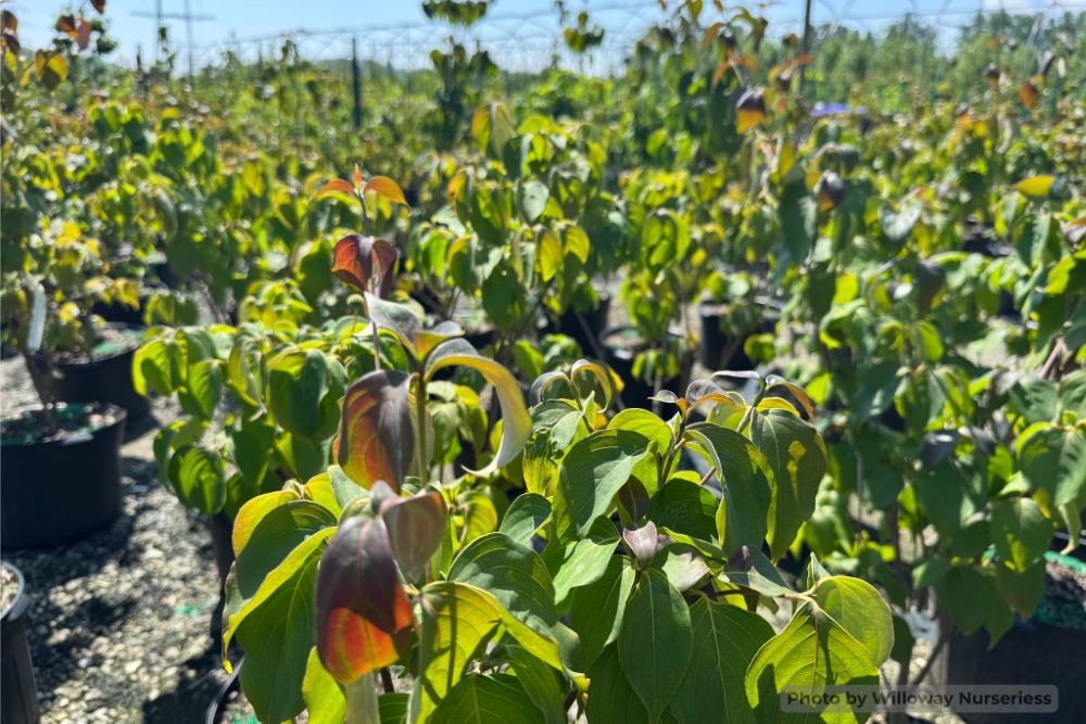 Smokeshow™ Kousa Dogwood (Cornus kousa 'HGFI65jd' SMOKESHOW) - 2 gallon 3' TREE -Ship Only