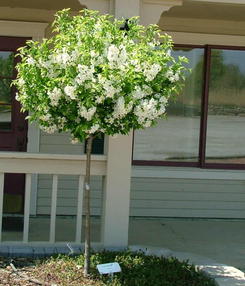 Lollipop® Crabapple (Malus ‘Lollipop' (Lollizam)) - 2 gallon TREE -Ship Only