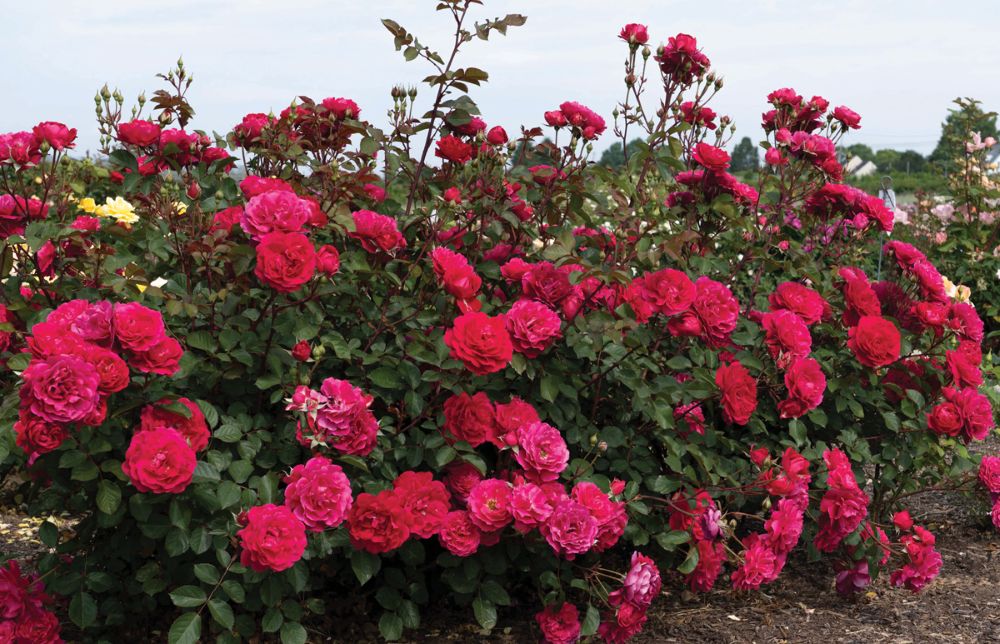 Triple Knock Out® Rose (Rosa 'Triple Knock Out' ('Radtriple' PP 37,338)) - 1 gallon -Ship Only