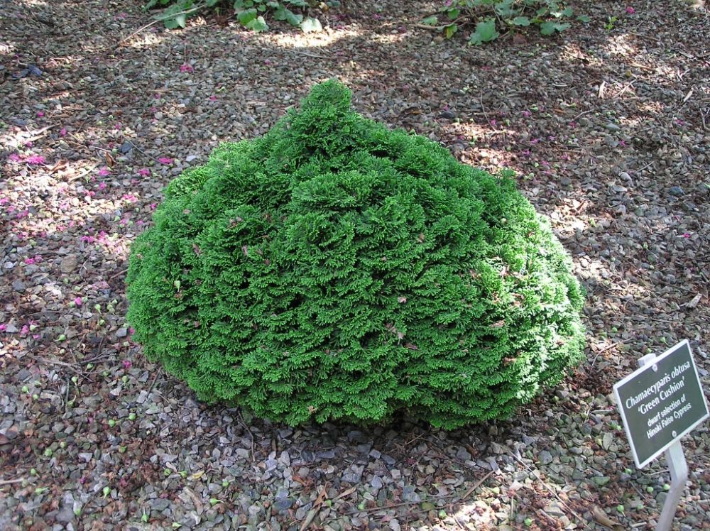 ‘Green Cushion’ Hinoki Cypress (Chamaecyparis obtusa ‘Green Cushion’) - QT -Ship Only