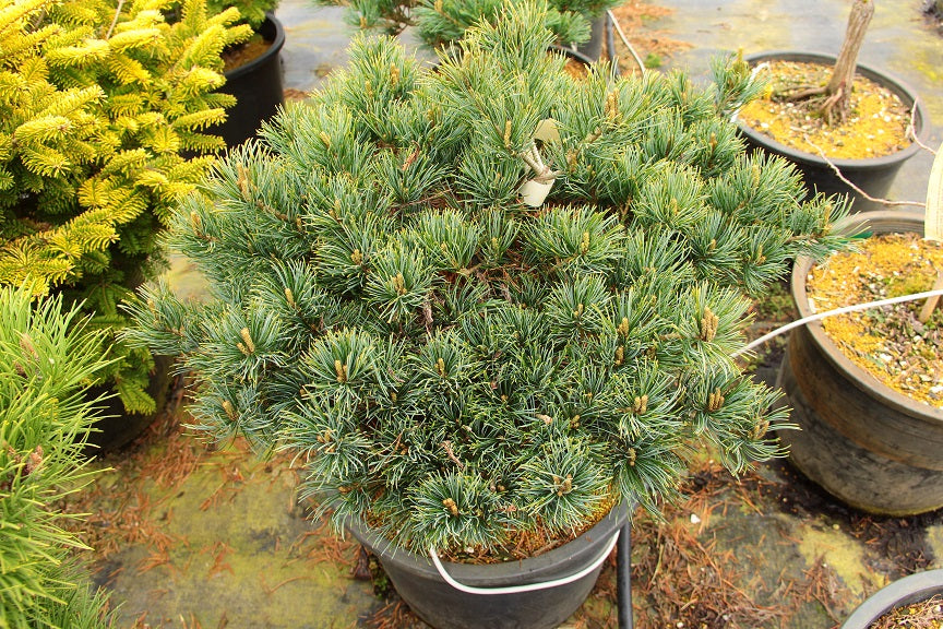 Ko ku ho Japnaese White Pine (Pinus parviflora 'Ko-ku-ho') - 1 gallon -Ship Only