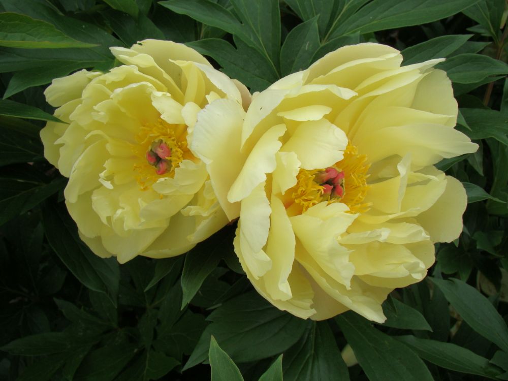 Amy Jo ITOH peony (Paeonia 'Amy Jo') - 1 gallon -Ship Only