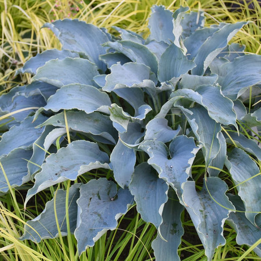 “Tears in Heaven’ Hosta (Hosta 'Tears in Heaven') - QT -Ship Only