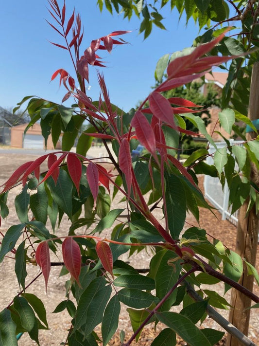 Red Push Pistache (Pistacia × ‘Red Push’) - 1 gallon -Ship Only