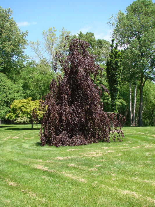 Weeping Purple Beech (Fagus sylvatica 'Purple Fountain') - 1 gallon TREE -Ship Only