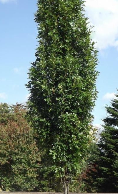 Green Pillar® Pin Oak (Quercus P 'Green Pillar') - 1 gallon -Ship Only