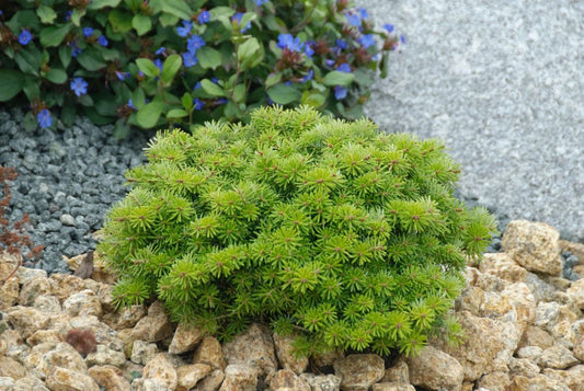 ‘Cis’ Korean Fir (Abies koreana ‘Cis’) - QT -Ship Only