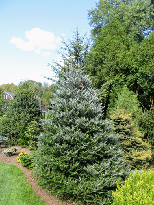 ‘Horstmann’s Silberlocke’ Korean Fir (Abies koreana ‘Horstmann’s Silberlocke’) - 1 gallon -Ship Only