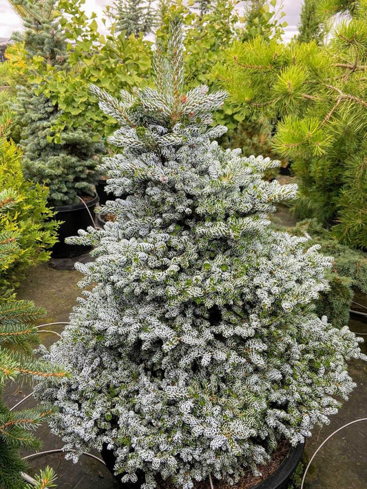 ‘Kohout’s Ice Breaker’ Korean Fir (Abies koreana ‘Kohout’s Ice Breaker’) - 1 gallon -Ship Only