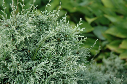 ‘Snow’ Sawara Cypress (Chamaecyparis pisifera ‘Snow’) - QT -Ship Only