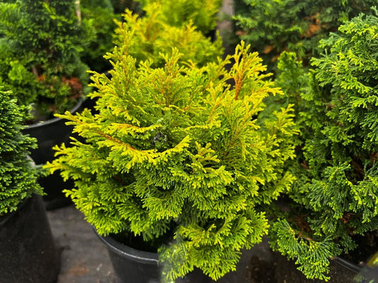 Gold Drop Hinoki False Cypress (Chamaecyparis obtusa 'Gold Drop' ) - QT -Ship Only