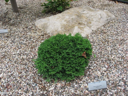 ‘Tsukumo’ Sawara Cypress (Chamaecyparis pisifera ‘Tsukumo’) - QT -Ship Only