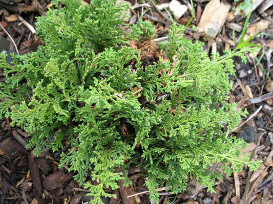 Red Star Atlantic White Cedar (Chamaecyparis thyoides 'Red Star) - QT -Ship Only