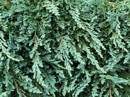 Pancake Dwarf Creeping Juniper (Juniperus horizontalis ‘Pancake’) - QT -Ship Only