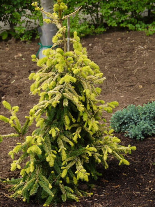Gold Drift Weeping Norway Spruce (Picea abies 'Pendula Gold Drift') - 1 gallon -Ship Only
