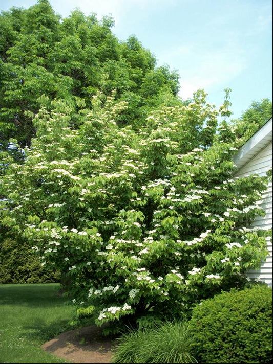 Willoway Select Kousa Dogwood (Cornus kousa 'Willoway Select') - 2 gallon 3' TREE -Ship Only