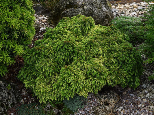 ‘Tenzan’ Japanese Cedar (Cryptomeria japonica ‘Tenzan’) - QT -Ship Only