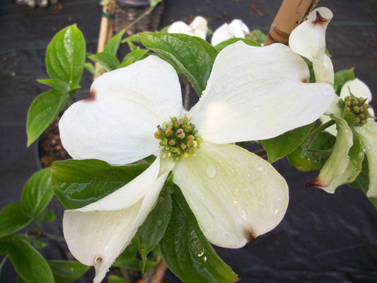 Cloud Nine Flowering Dogwood (Cornus florida 'Cloud Nine') - 2 gallon 3' TREE -Ship Only
