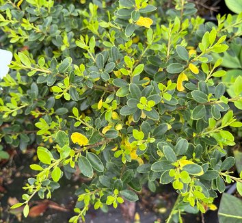 Green Dragon Japanese Holly (Ilex crenata 'green dragon') - QT -Ship Only