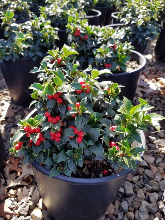 ‘Rock Garden’ Holly (Ilex x ‘Rock Garden’) - QT -Ship Only