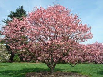 Pink Flowering Dogwood (Cornus F 'Rubra') - 2 gallon 3' TREE -Ship Only