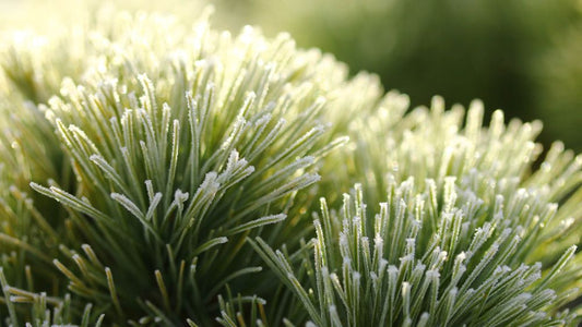 ‘Sea Urchin’ Eastern White Pine (Pinus strobus ‘Sea Urchin’) - 1 gallon -Ship Only