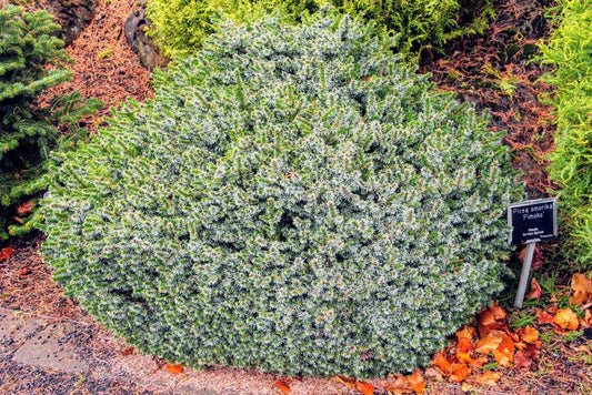 Pimoko Dwarf Serbian Spruce (Picea omorika 'Pimoko') - 1 gallon -Ship Only