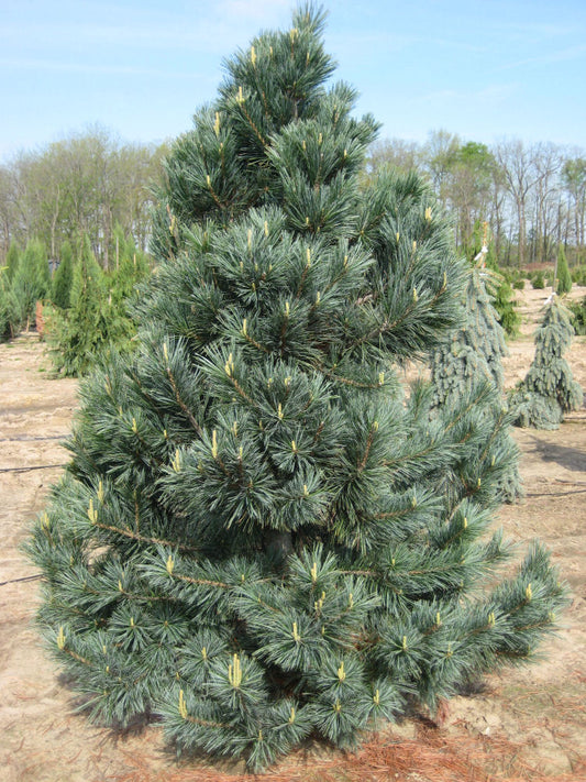 Vanderwolf's Pyramid Limber Pine (Pinus flexilis 'Vanderwolf's Pyramid') - 1 gallon -Ship Only
