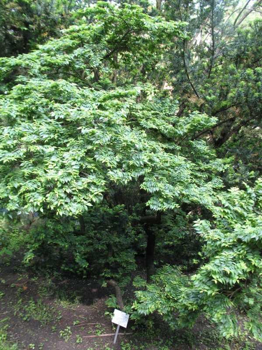 Jacqueline Hillier Dwarf Elm (Ulmus x hollandica 'Jacqueline Hillier') - QT -Ship Only