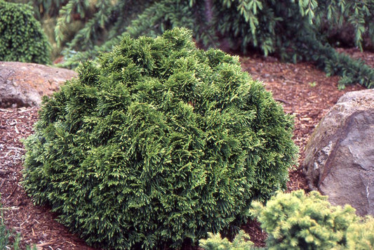 Grune Kugel Western Red Cedar (Thuja plicata 'Grune Kugel') - QT -Ship Only