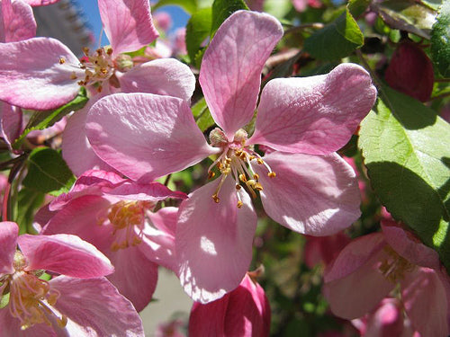 Louisa Crabapple (Malus 'Louisa') - 2 gallon TREE -Ship Only