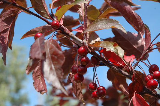 Royal Raindrops® Crabapple (Malus ‘JFS-KW5’) - 2 gallon TREE -Ship Only
