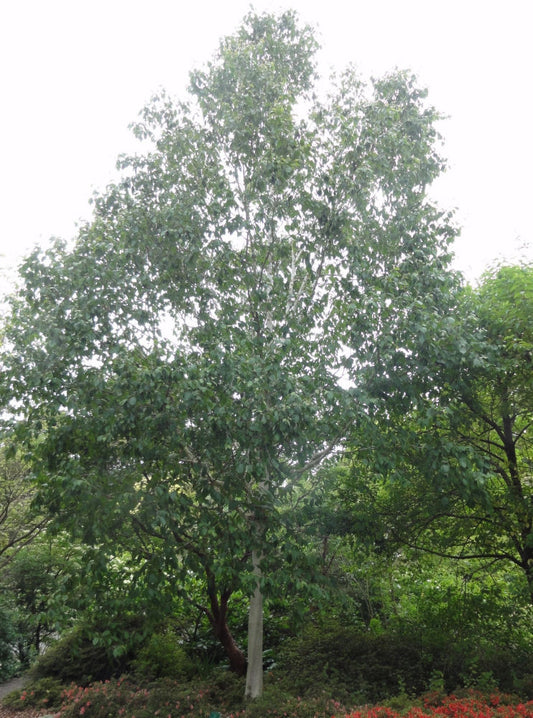 Whitebarked Himalayan Birch (Betula utilis var. jacquemontii) - 3 gallon 48" -Ship Only