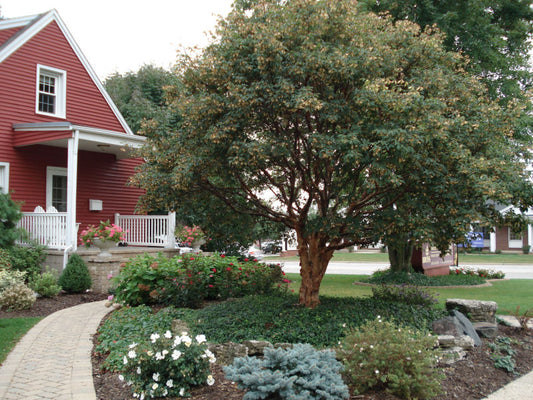 Paperbark Maple (Acer griseum) - 3 gallon -Ship Only