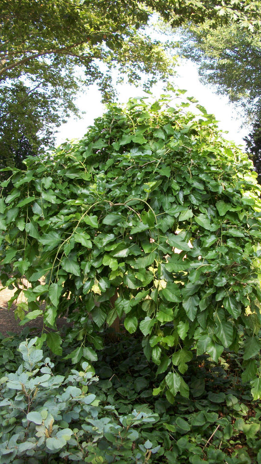 Chaparral Weeping Mulberry (Morus alba 'Chaparral') - 3 gallon -Ship Only