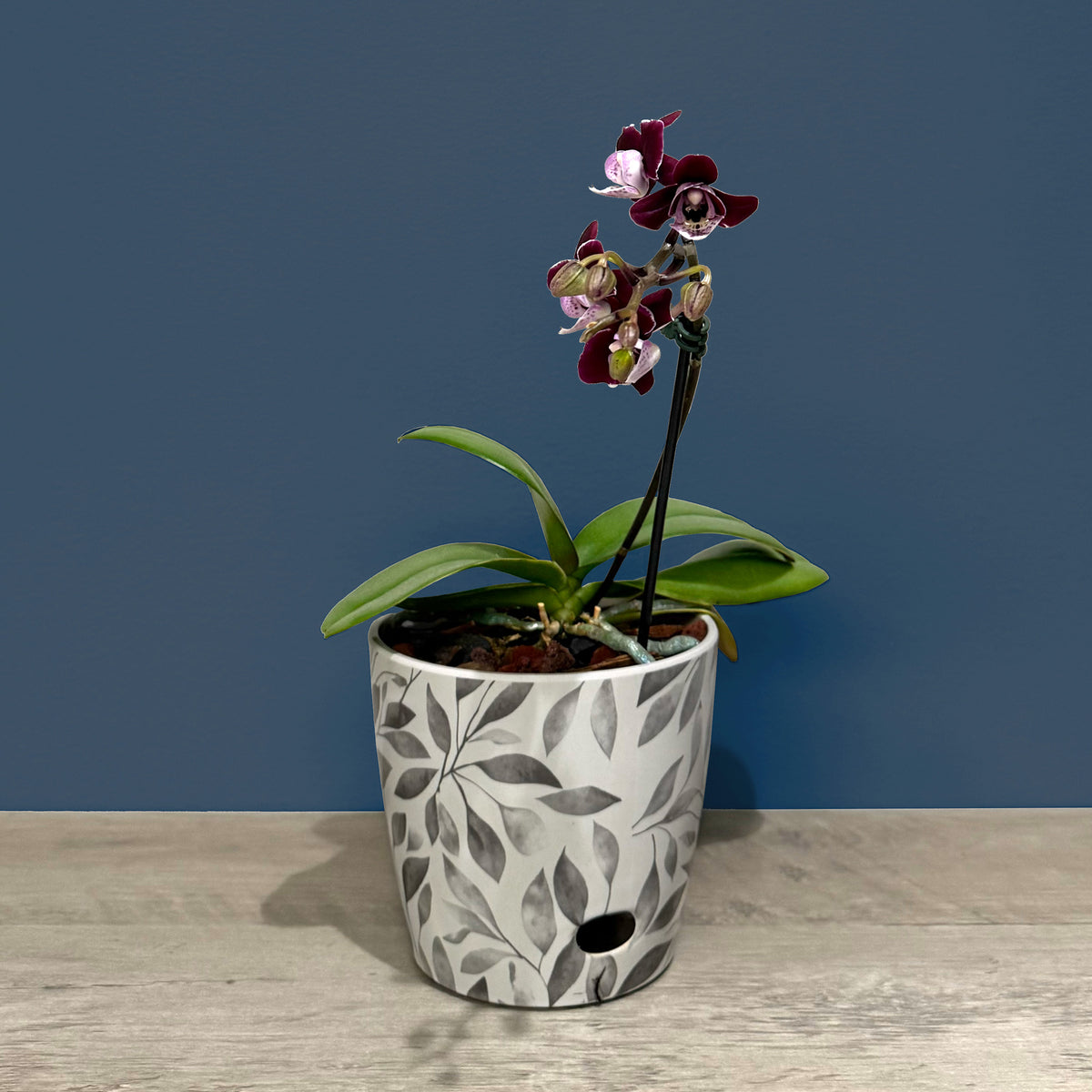 5" Gray Leaves Round Self-Watering Bamboo Pot -Ship Only