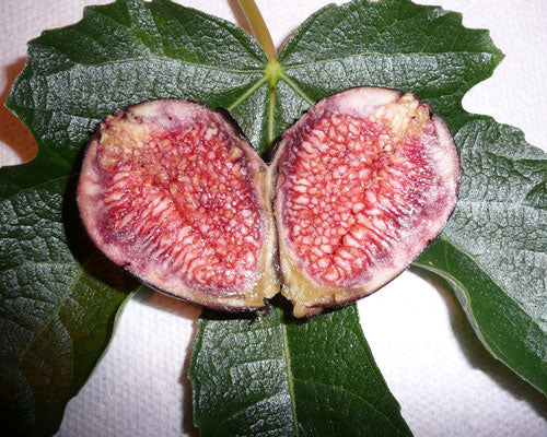 ‘Violet De Bordeaux’ Fig (Ficus carica 'Violet De Bordeaux') - 3 gallon 12" -Ship Only