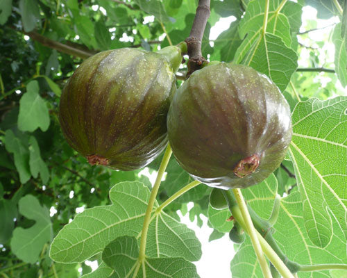 Olympian Fig (Ficus carica 'Olympian') - 3 gallon 12" -Ship Only