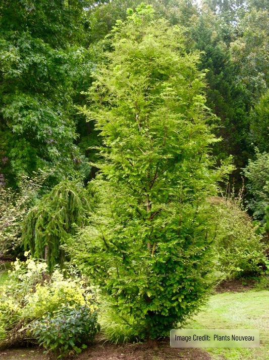 Urban Spire Dawn Redwood (Metasequoia glyptostroboides ‘Urban Spire’) - 1 gallon -Ship Only