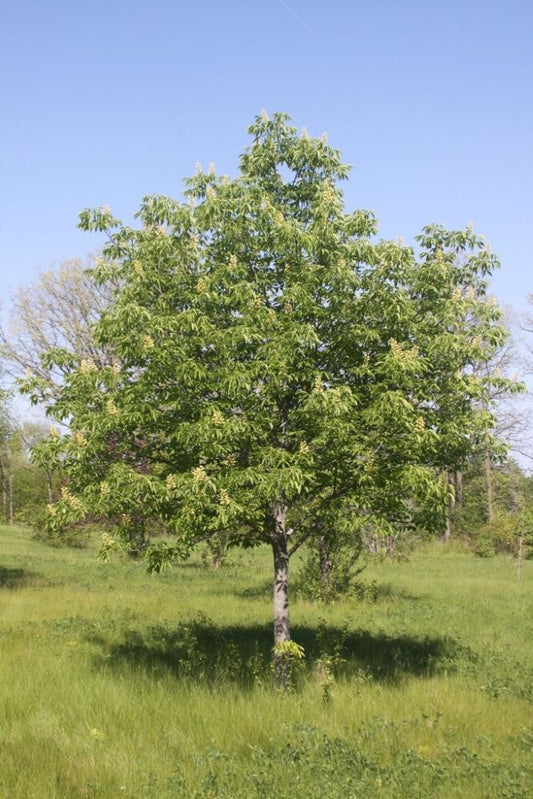 Early Glow™ Buckeye (Aesculus glabra ‘Early Glow’ (J.N. Selec)') - 2 gallon -Ship Only