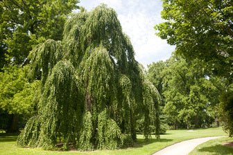 Morioka Weeping Katsuratree (Cercidiphyllum japonicum 'Morioka') - 1 gallon -Ship Only