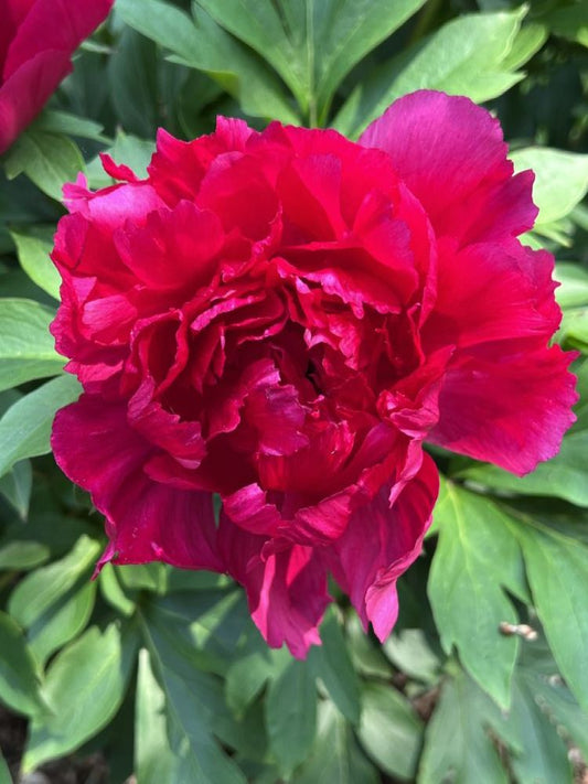 Candy Apple™ Itoh Peony (Paeonia Garden Candy® Candy Apple™  (Smithopus10)) - 1 gallon -Ship Only