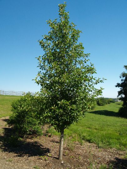 Tupelo Tower Black Gum (Nyssa sylvatica 'Tupelo Tower') - 1 gallon -Ship Only