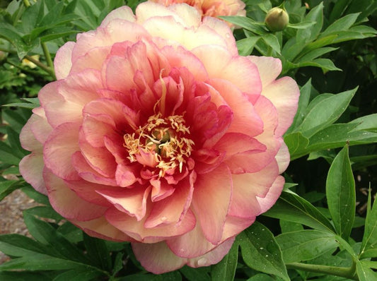 Garden Candy® Simply Scrumptious™ Itoh Peony (Paeonia 'I Simply Scrumptious') - 1 gallon -Ship Only
