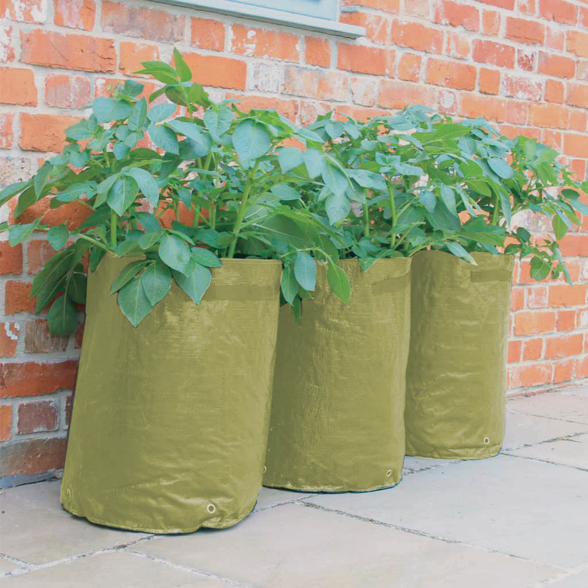 Potato/Tomato Patio Planter 3pk -Ship Only