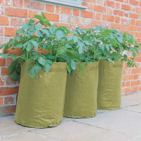 Potato/Tomato Patio Planter 3pk -Ship Only