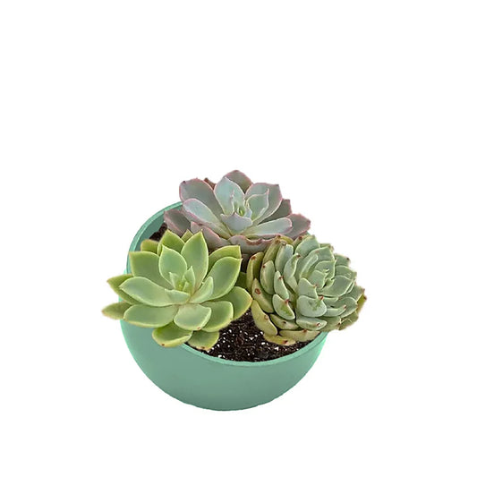 7" Sage Green Orbital Bamboo Planter -Ship Only