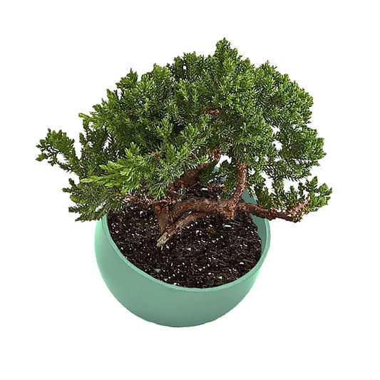 7" Sage Green Orbital Bamboo Planter -Ship Only