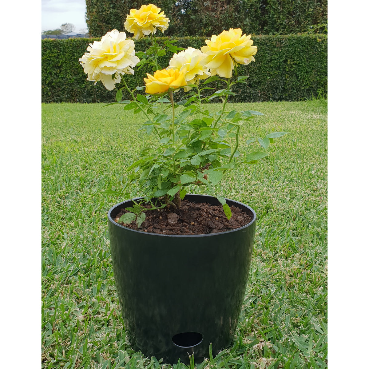 7" Black Round Self-Watering Bamboo Pot -Ship Only