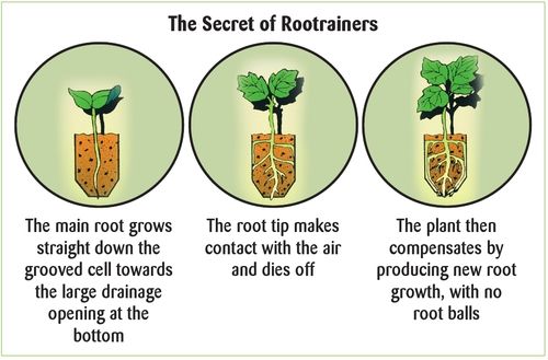 Deep Rootrainers -Ship Only